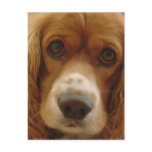 Spaniel Breed Postcard