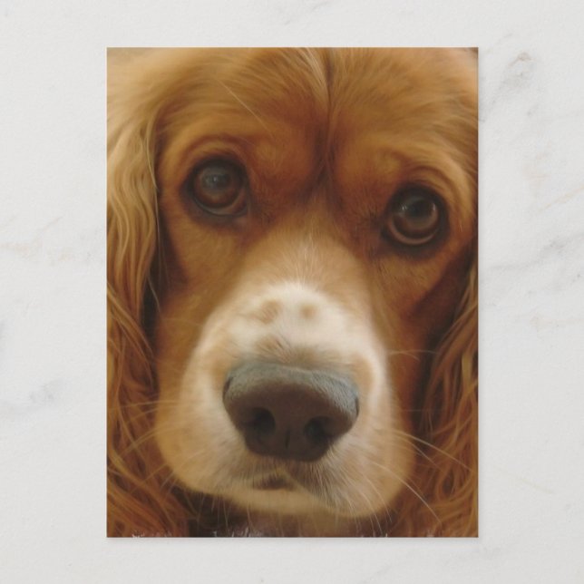 Spaniel Breed Postcard (Front)