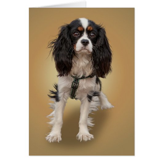 SPANIEL CARDS (Front)