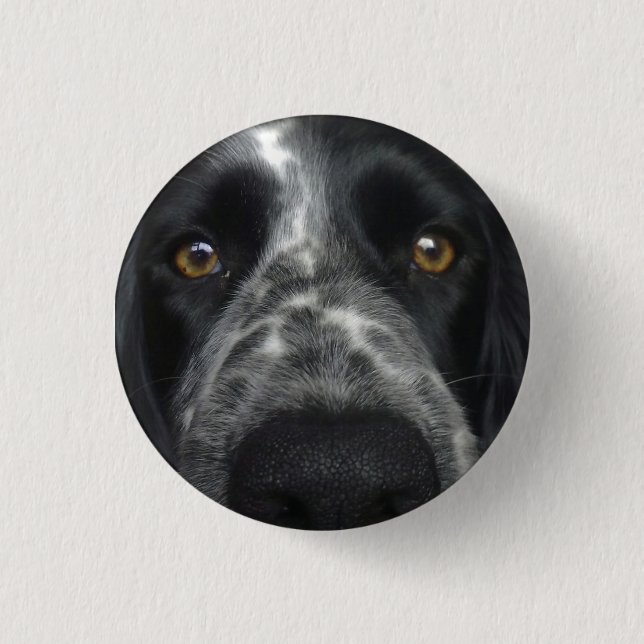 Spaniel close up badge button (Front)