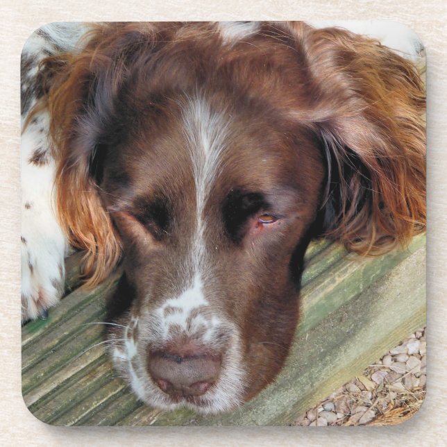 SPANIEL DOG BEVERAGE COASTER (Front)