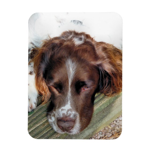 SPANIEL DOG MAGNET (Vertical)