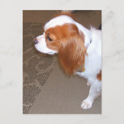 Spaniel Dog Postcard