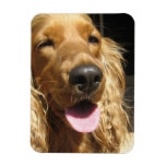 Spaniel Dog  Premium Magnet