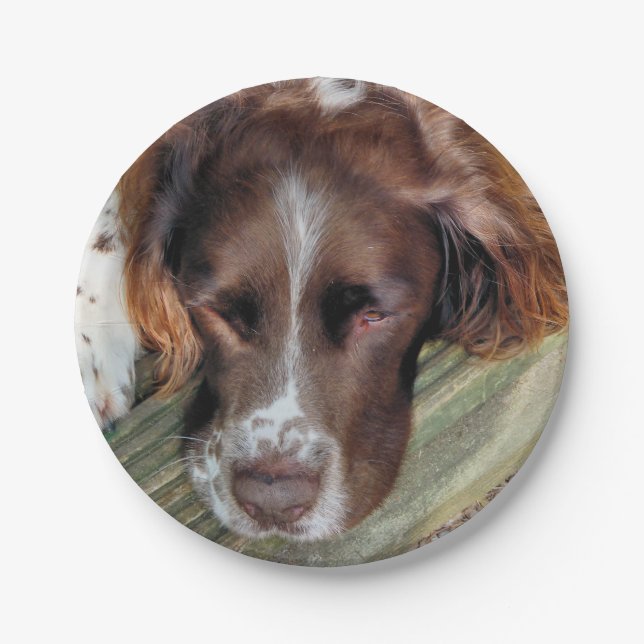 SPANIEL PAPER PLATES (Front)