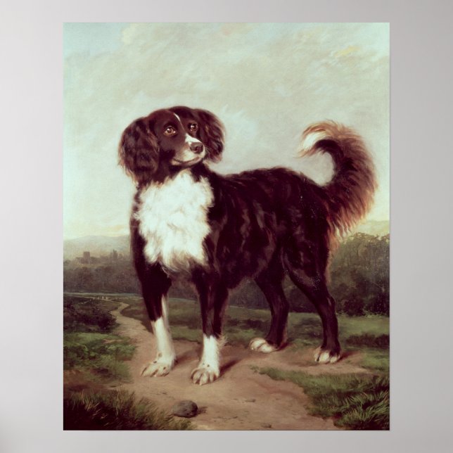 Spaniel Poster (Front)