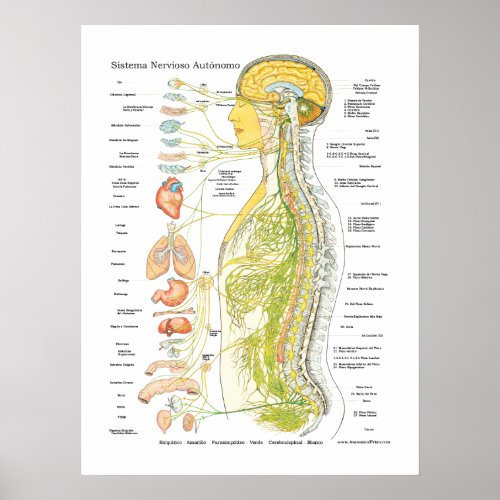 Spanish Autonomic Nervous System Poster