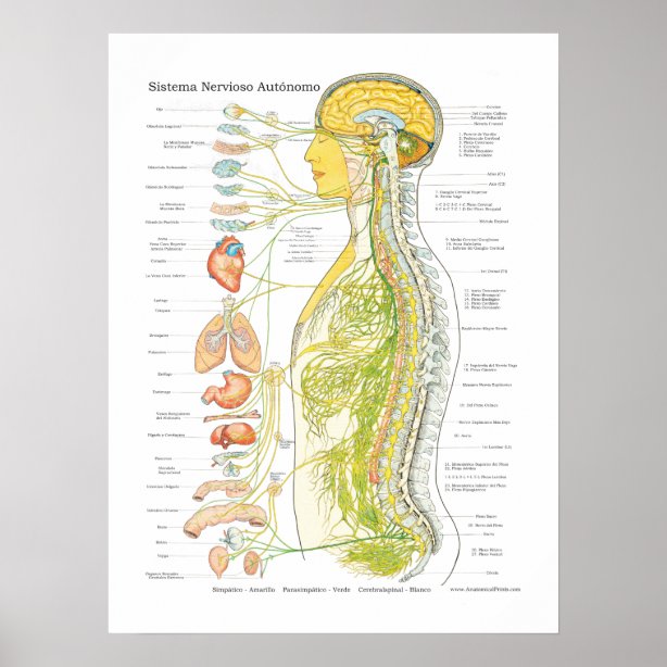 Personalized Autonomic Nervous System Gifts on Zazzle