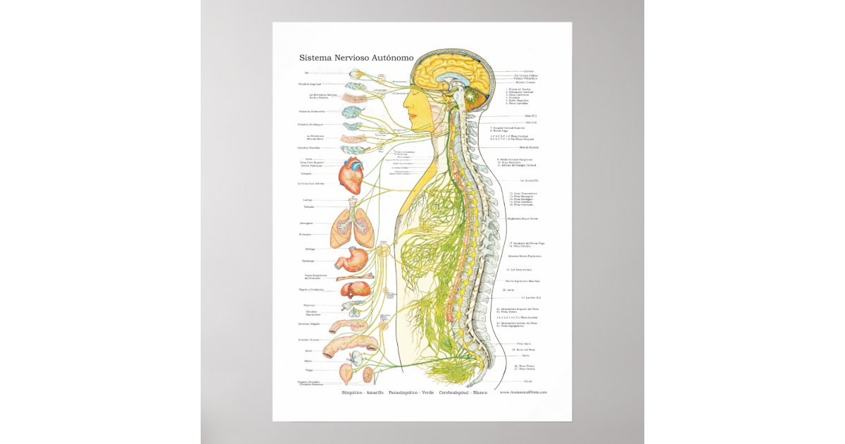 Spanish Autonomic Nervous System Poster | Zazzle.com