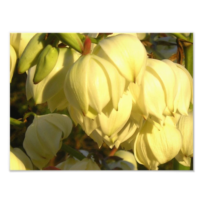 Spanish Bayonet Yucca II Photo Print