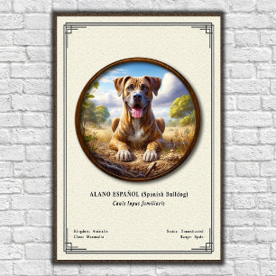 Spanish Bulldog (Alano Español) Zoology Series Poster