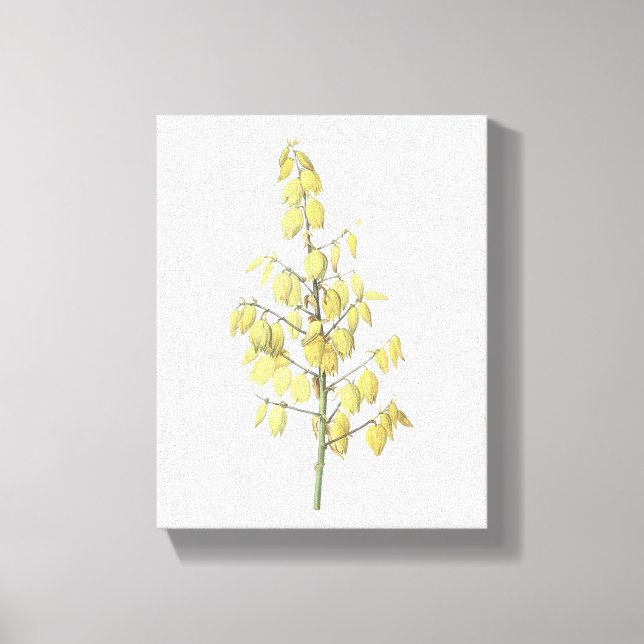 Spanish dagger(Yucca gloriosa) by Redouté Canvas Print (Front)