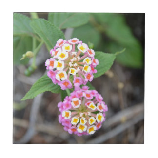 Spanish Flag Lantana Camara Tile