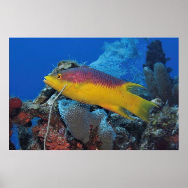 Spanish Hogfish Poster (Front)