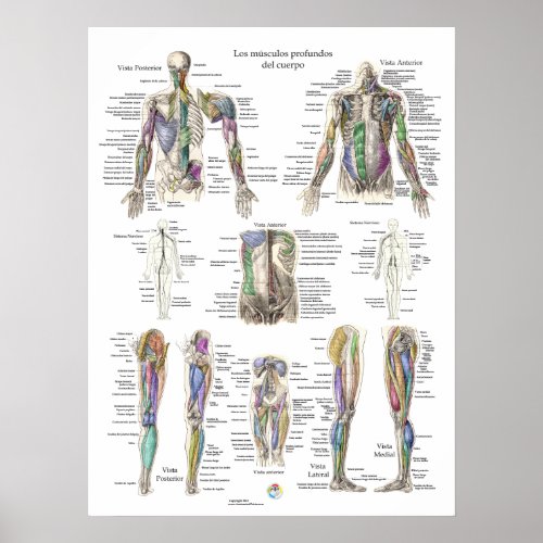 Spanish Human Deep Muscle Anatomy Poster