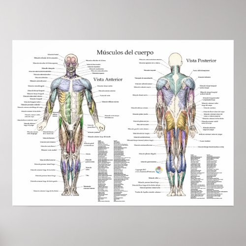 Spanish Human Muscle Anatomy Poster