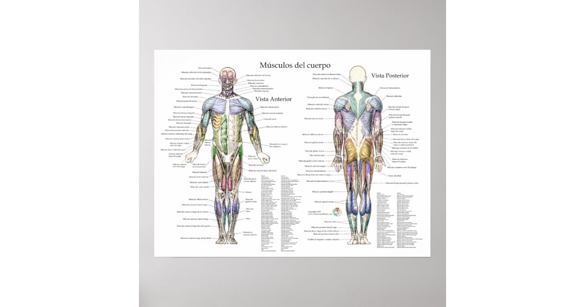 spanish-human-muscle-anatomy-poster-zazzle