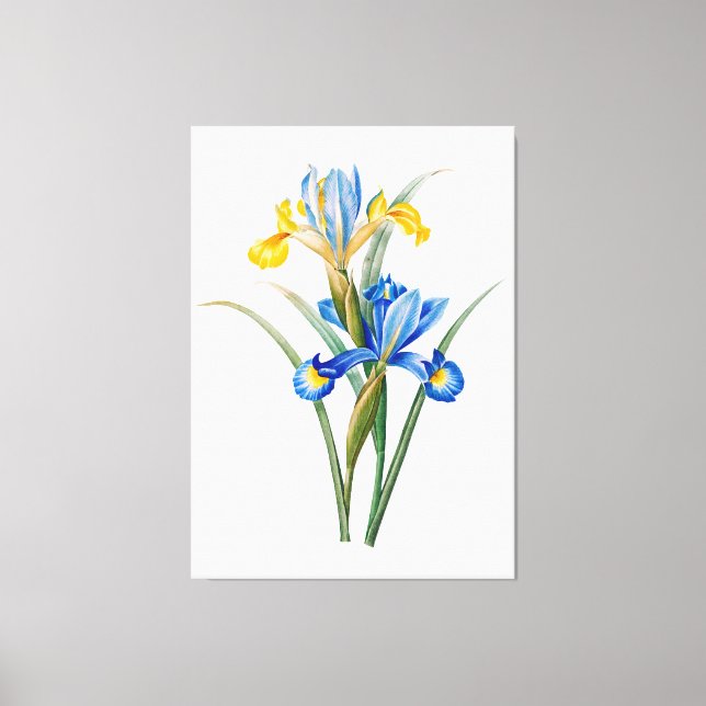 Spanish iris by Pierre-Joseph Redouté Canvas Print (Front)