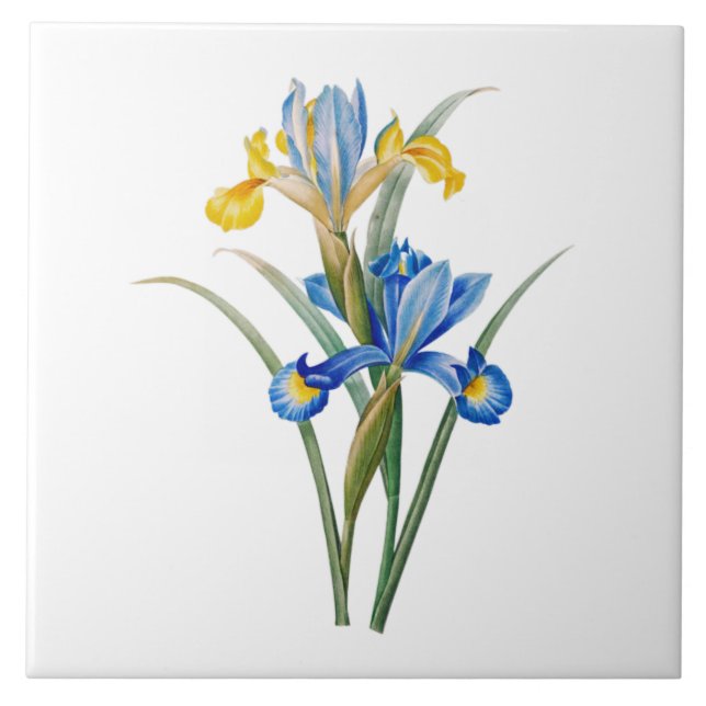 Spanish iris by Pierre-Joseph Redouté Ceramic Tile (Front)