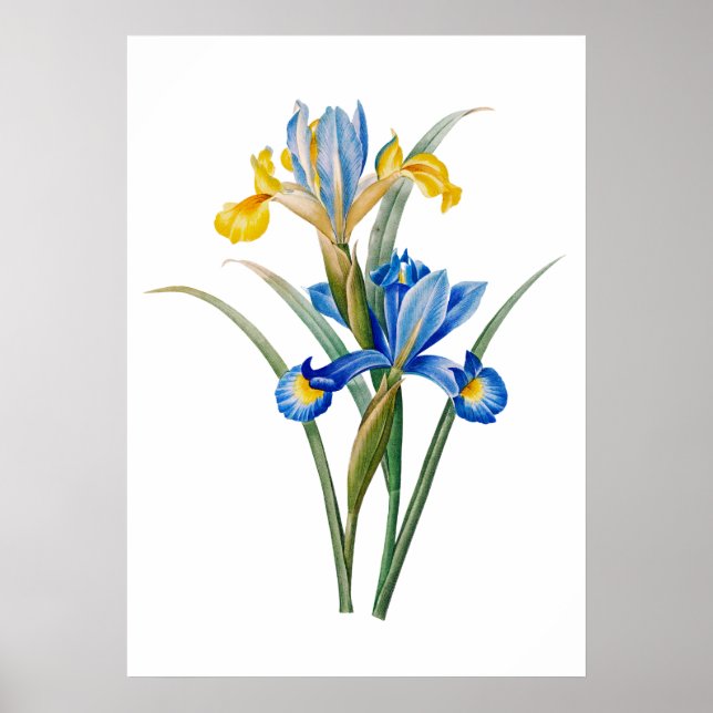 Spanish iris by Pierre-Joseph Redouté Poster (Front)