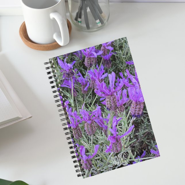 Spanish Lavender Blooms Floral Notebook (In Situ)
