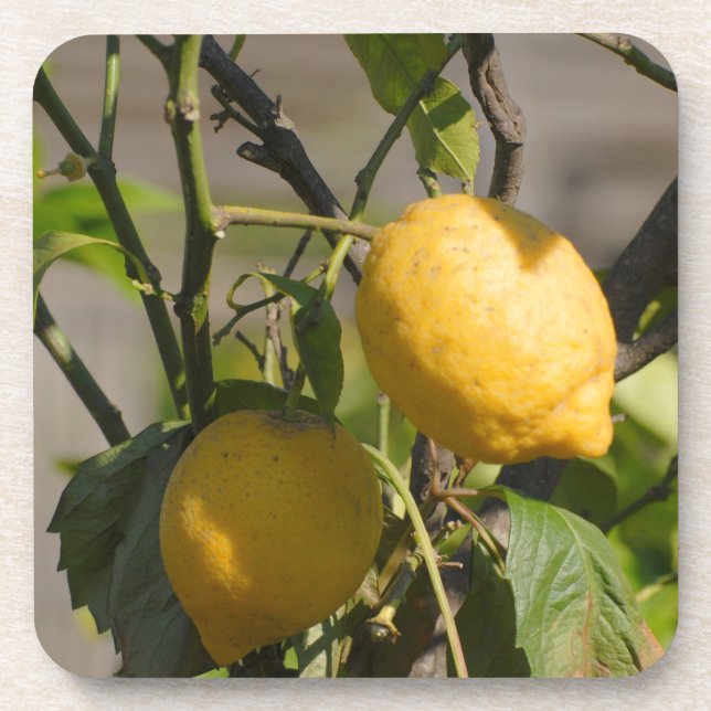 Spanish Lemon Graphics Beverage Coaster (Front)