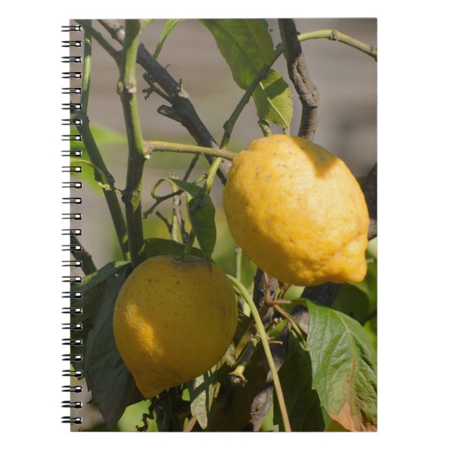 Spanish Lemon Graphics Notebook (Front)