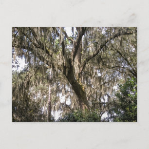 Spanish Moss #1 Postcard