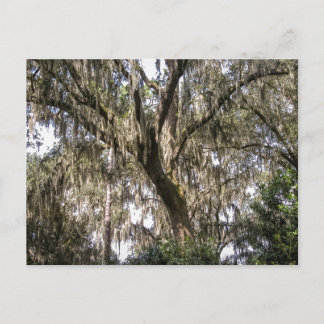Spanish Moss #1 Postcard