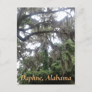 Spanish moss covered oak tree in Daphne, Alabama Postcard