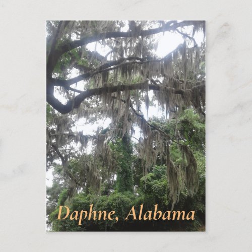 Spanish moss covered oak tree in Daphne Alabama Postcard
