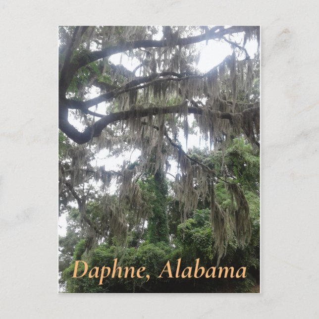Spanish moss covered oak tree in Daphne, Alabama Postcard (Front)