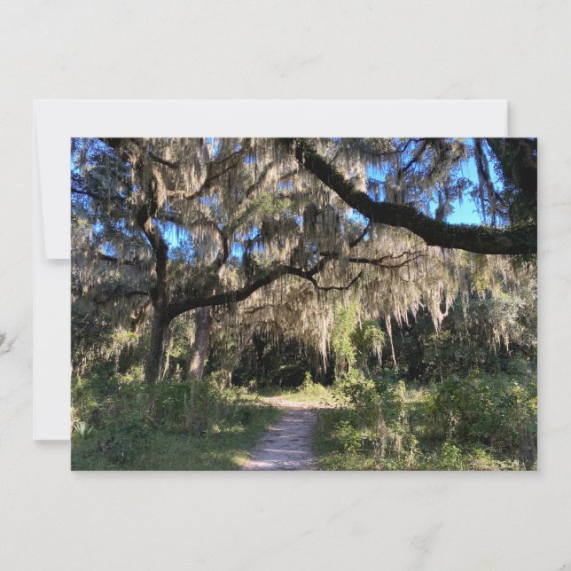 Spanish Moss Note Card (Front)