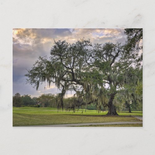 Spanish Moss on Live Oak in New Orleans Postcard