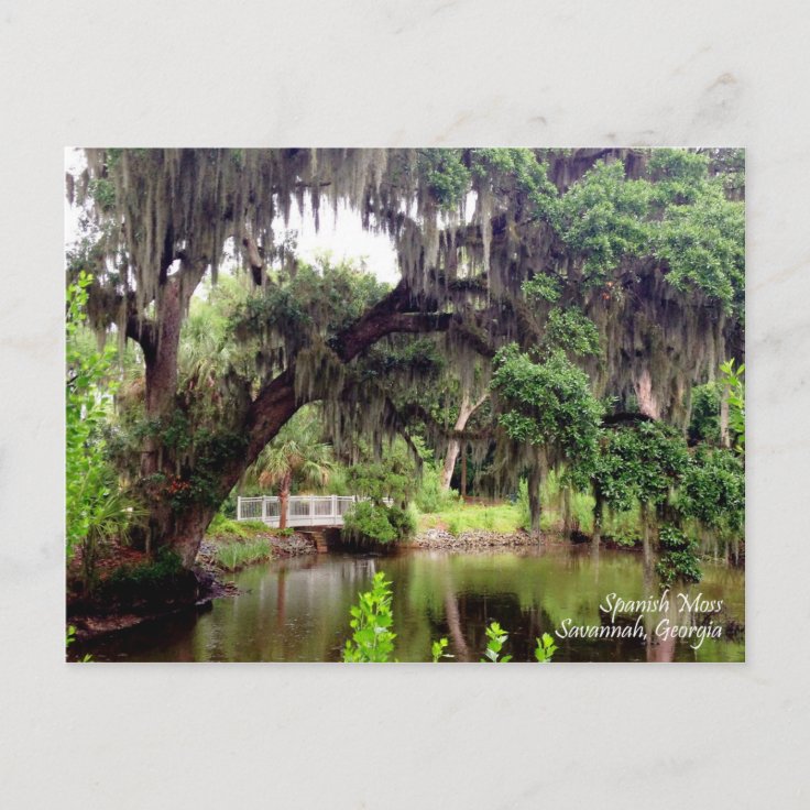 Spanish Moss Savannah Postcard Zazzle