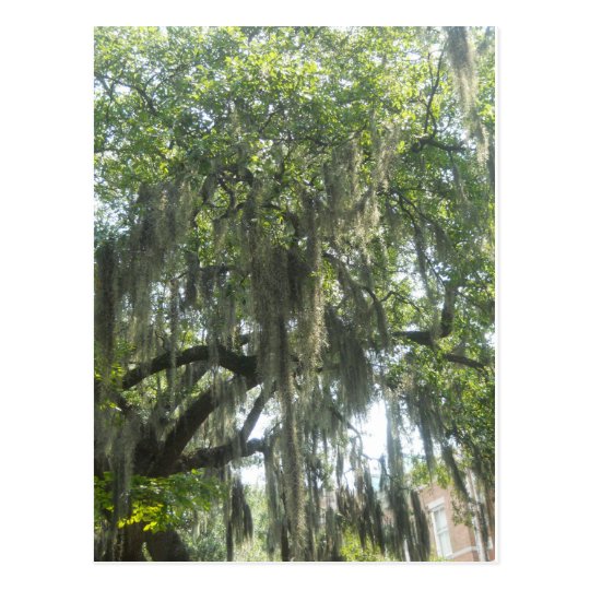 Spanish Moss Savannah Postcard