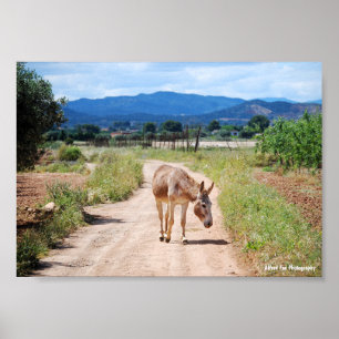 Spanish Mule on Country Road Poster