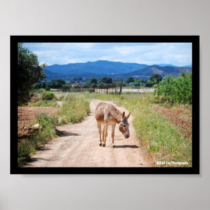 Spanish Mule on Country Road Poster