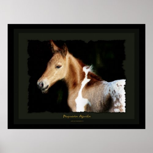 Spanish Mustang Foal Art Print