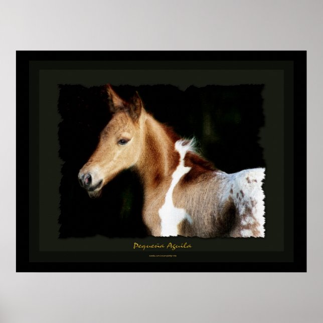 Spanish Mustang Foal Art Print (Front)