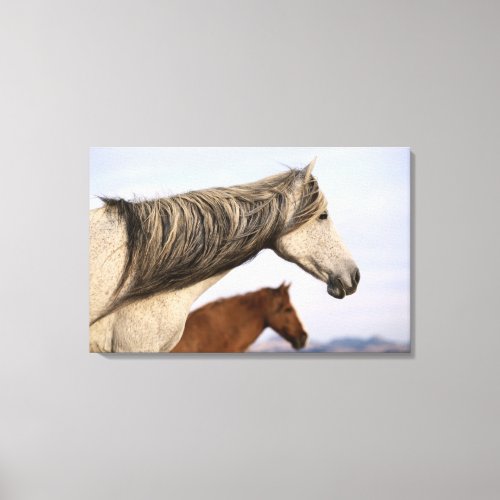 Spanish Mustangs Canvas Print
