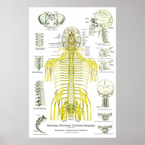 Spanish Spinal Nerves Subluxations Chiropractic Poster