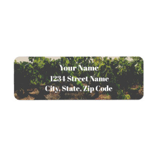 Spanish Vineyard Address Labels