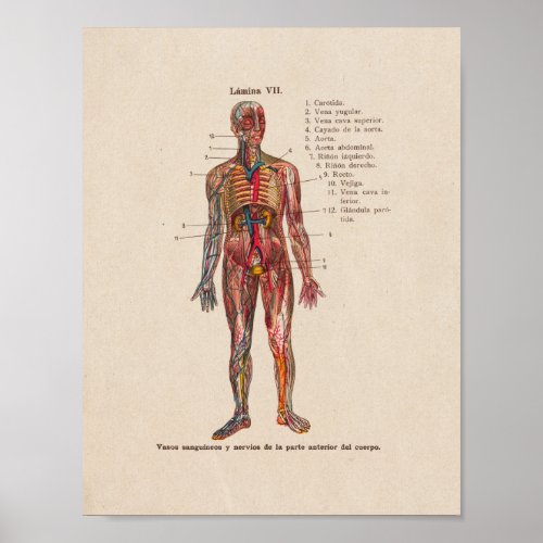 Spanish Vintage Anatomy Print Arteries Veins