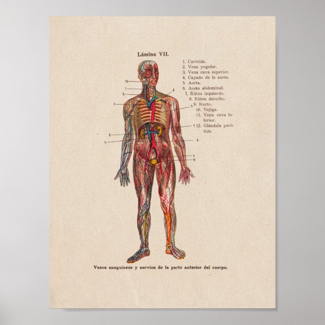 Spanish Vintage Anatomy Print Arteries Veins (Front)