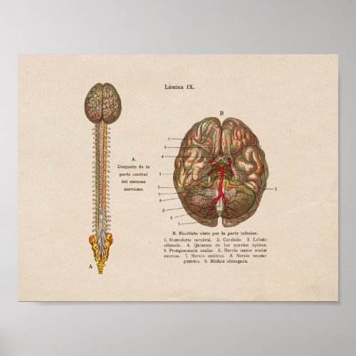 Spanish Vintage Anatomy Print Brain Spine