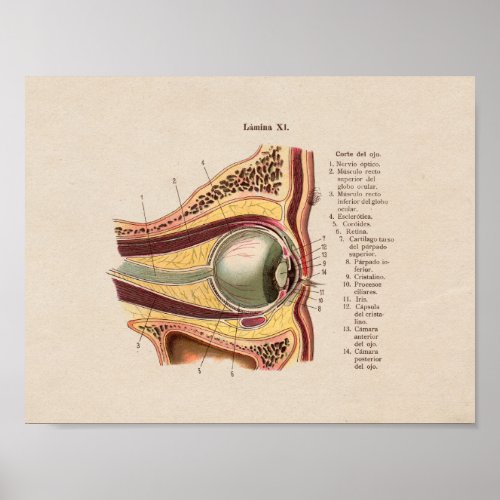 Spanish Vintage Anatomy Print Eye