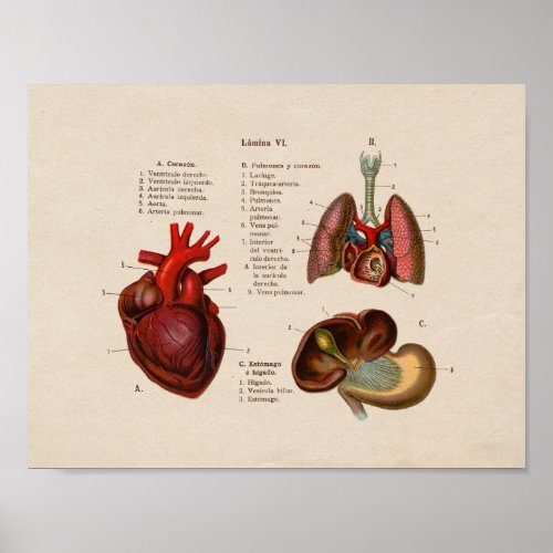 Spanish Vintage Anatomy Print Lungs Heart