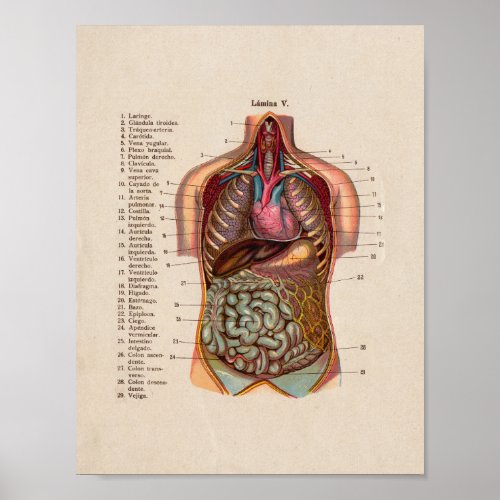 Spanish Vintage Anatomy Print Organs Heart