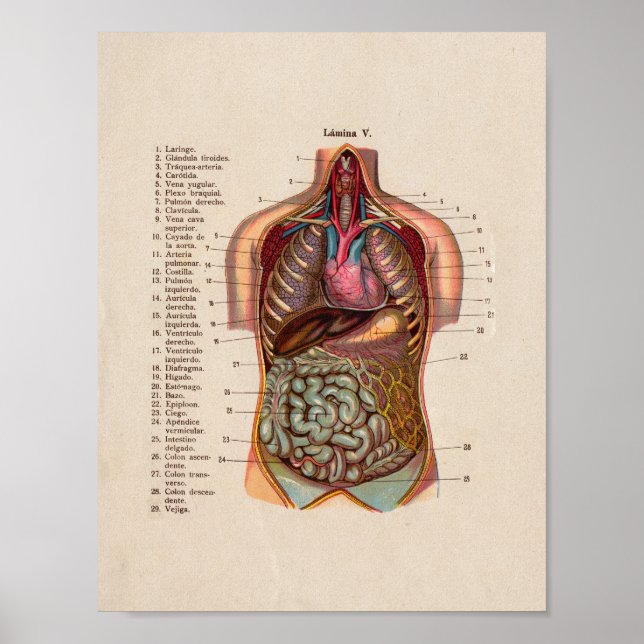 Spanish Vintage Anatomy Print Organs Heart (Front)